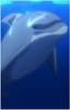 Ihachigo